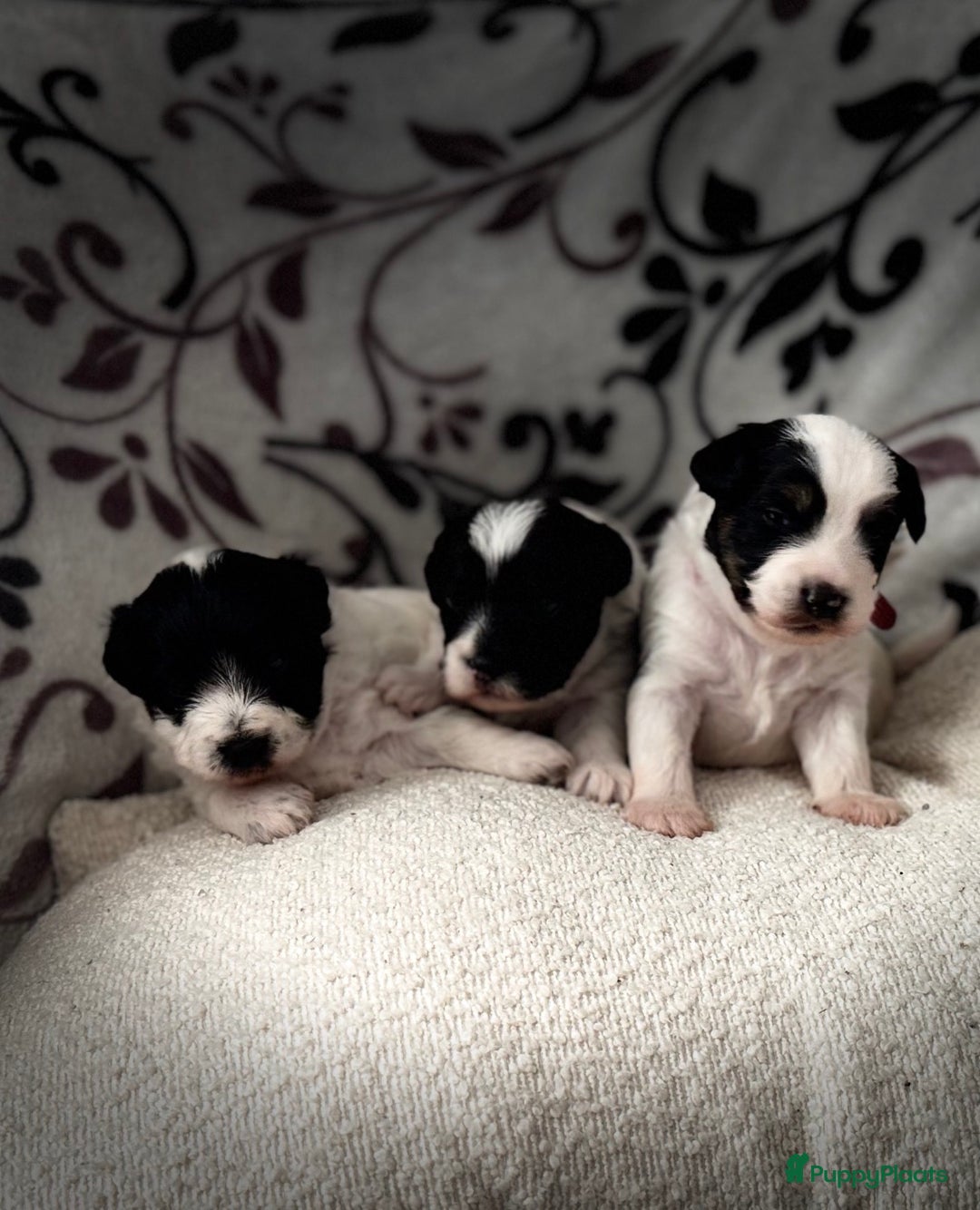 Kruising honden te koop: Kruising Maltipoo/ boomer nog 1 beschikbaar - Advertentie 4