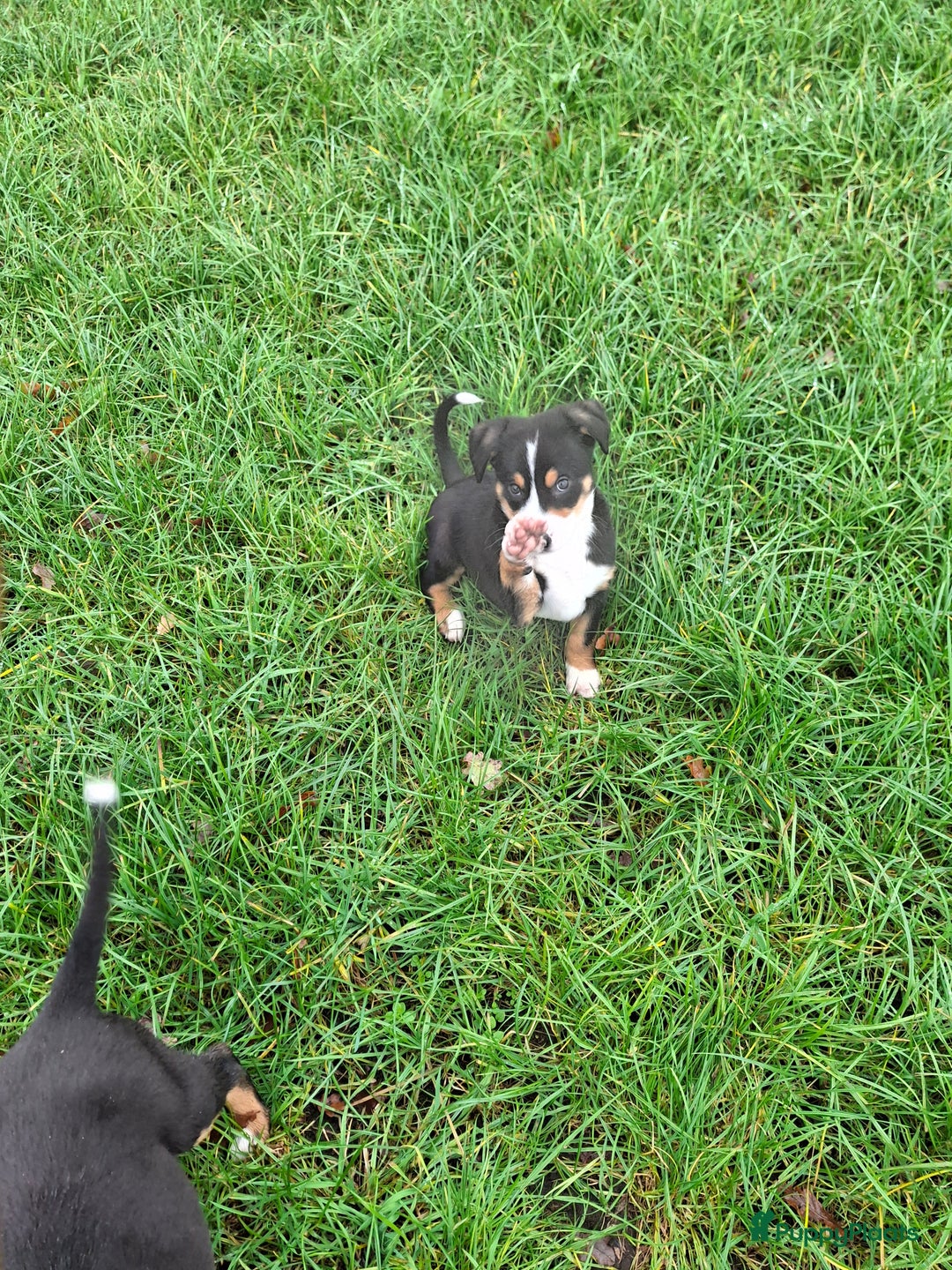 Grote Zwitserse Sennenhond honden te koop: Grote zwitserse sennen pups - Advertentie 19