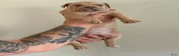 Amerikaanse Bully honden te koop: American Bully XL puppy’s  in Breda - Advertentie 8