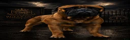 Bullmastiff honden ter dekking: Bullmastiff Dekreu - Advertentie 3