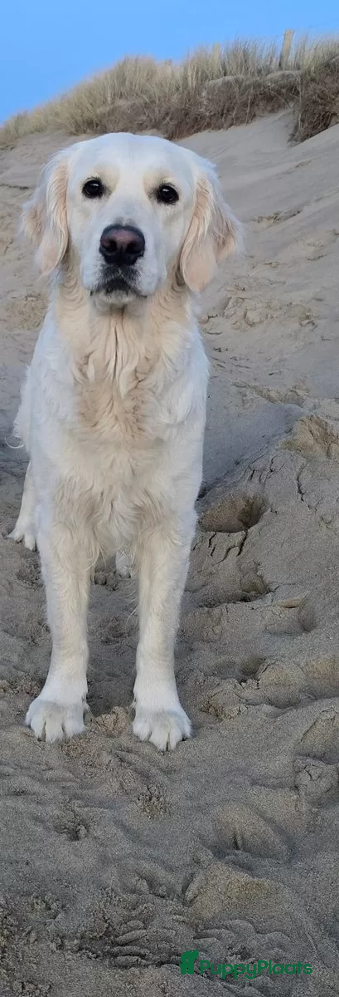 Golden Retriever honden te koop: Een 3-jarige Golden Retriever-teef. - Advertentie 7