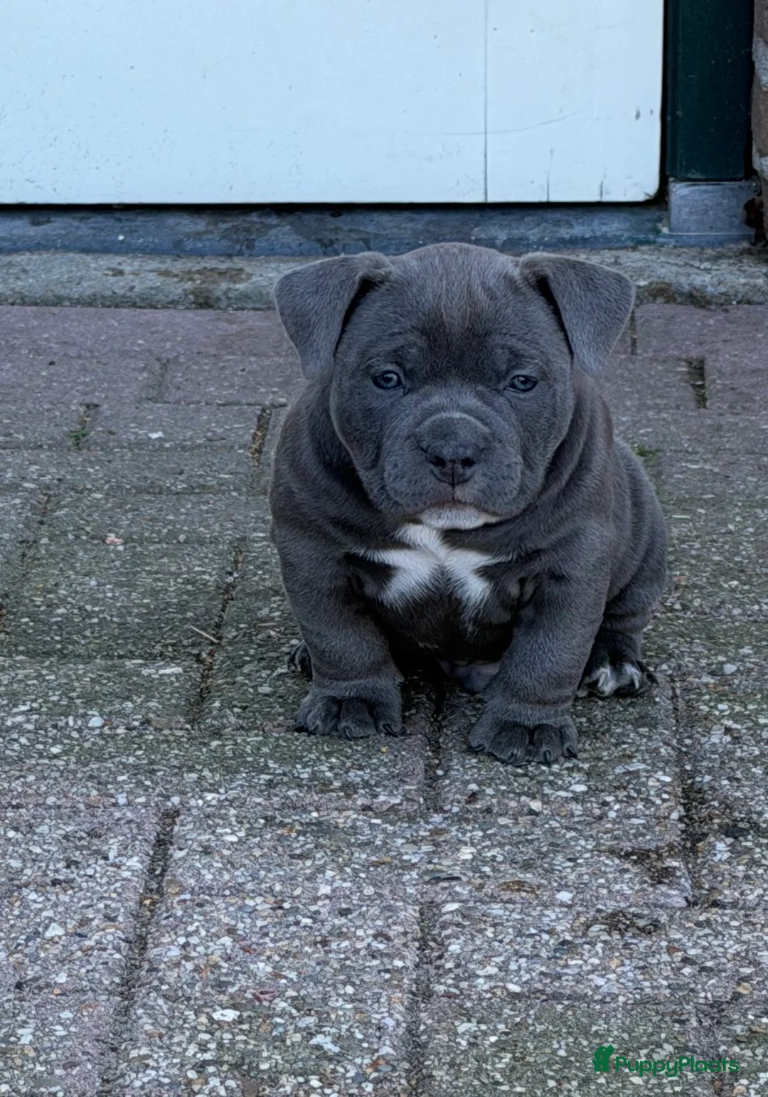 Amerikaanse Bully honden te koop: 4 prachtige pocket bully pups te koop - Advertentie 1