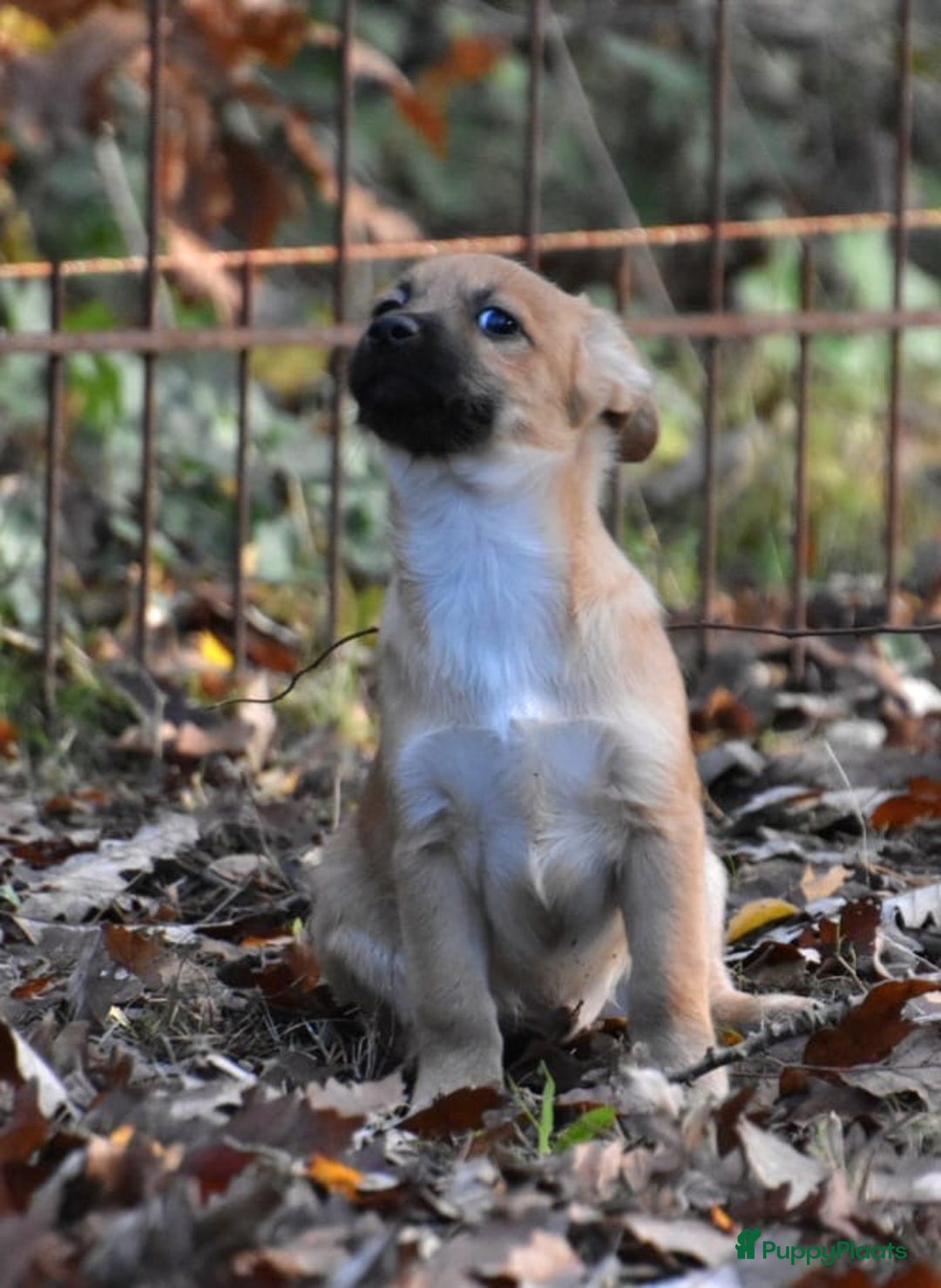 Boomer honden te koop: Super leuke zeer vrije Boomer pups - Advertentie 12