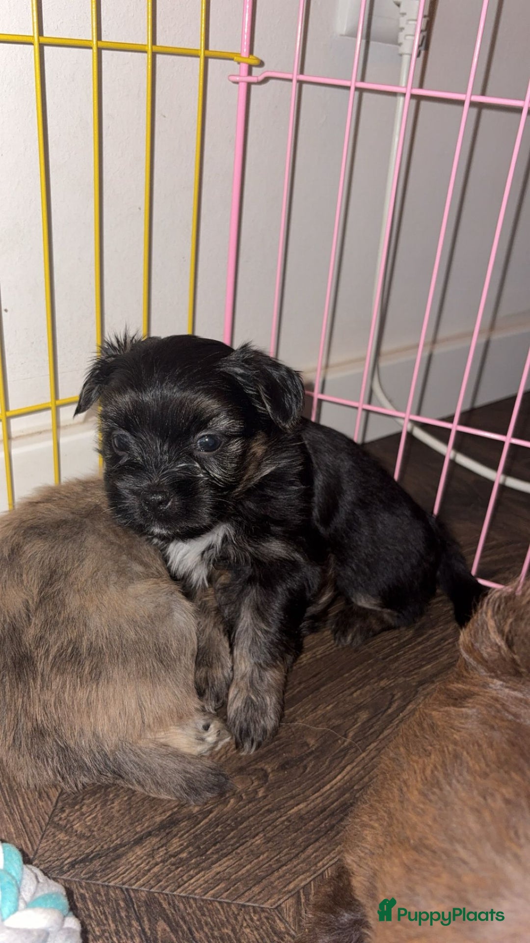 Kruising honden te koop: Lieve pups zoeken een liefdevol thuis - Advertentie 15