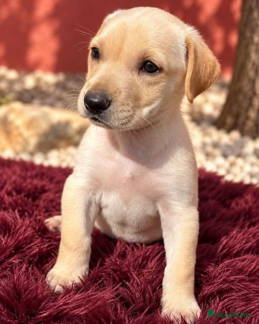 Kruising honden hicha deze lieve meid zoekt haar gouden mandje  - Advertentie 2