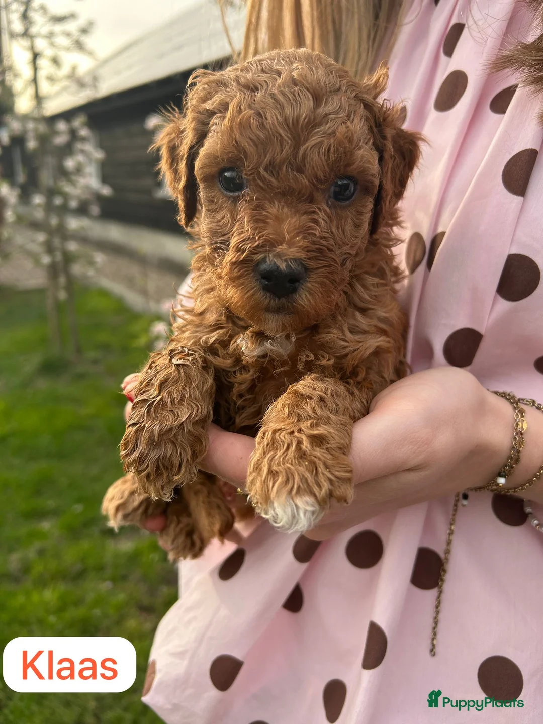 Kruising honden te koop: Bruine Labradoodle - Australian labra doodle pups - Advertentie 1