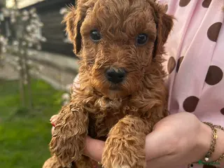 Kruising honden Bruine Labradoodle - Australian labra doodle pups - Advertentie 5