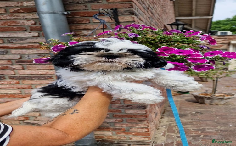 Shih Tzu honden - Advertentie 1