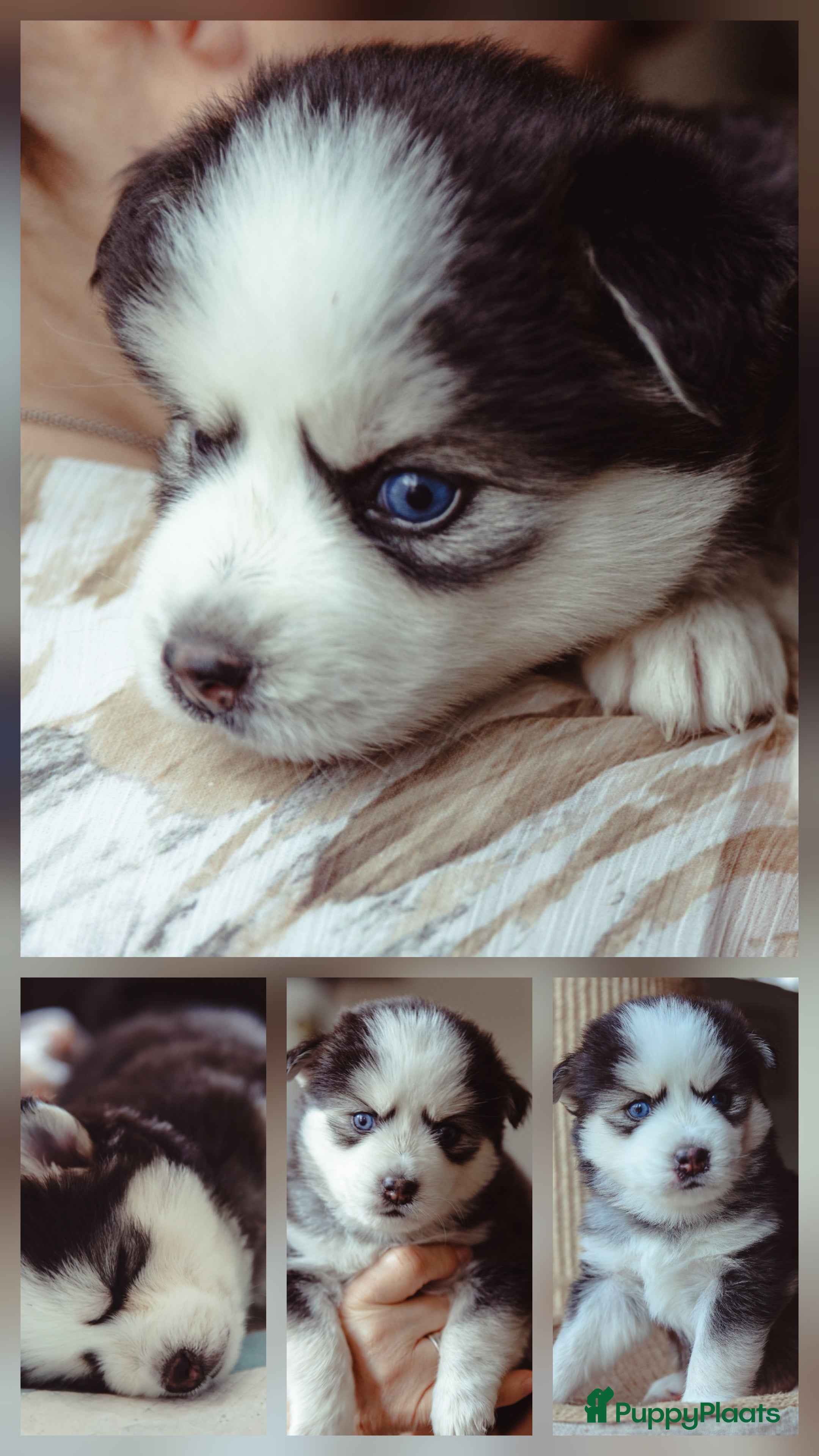 Pomsky honden Pomsky puppy's  met Husky looks - Advertentie 2