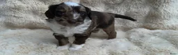 Labradoodle honden te koop: Nog 3 prachtige Labradoodle puppy’s beschikbaar - Advertentie 29