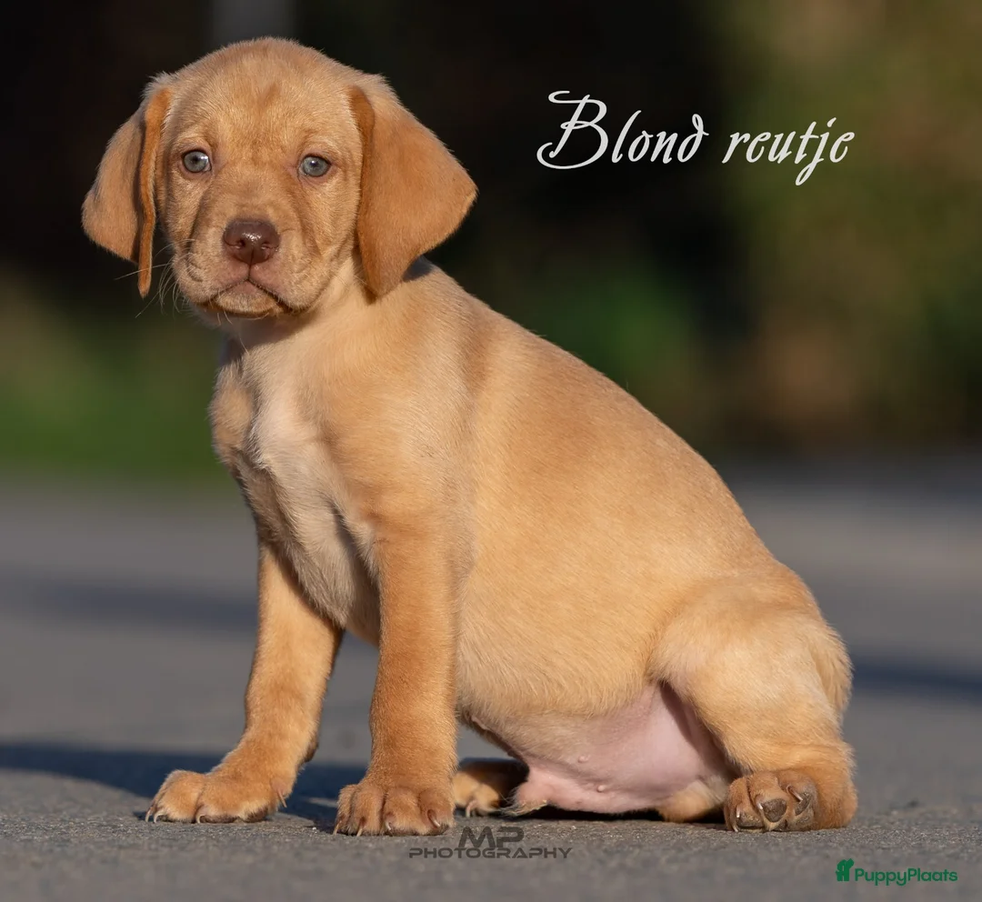 Kruising honden te koop: Labrador X Vizsla pups  - Advertentie 1