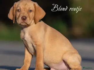 Kruising honden Labrador X Vizsla pups - Advertentie 2