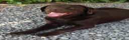 Labrador Retriever honden ter dekking: Staat ter dekking zeer mooie labrador reu - Advertentie 2