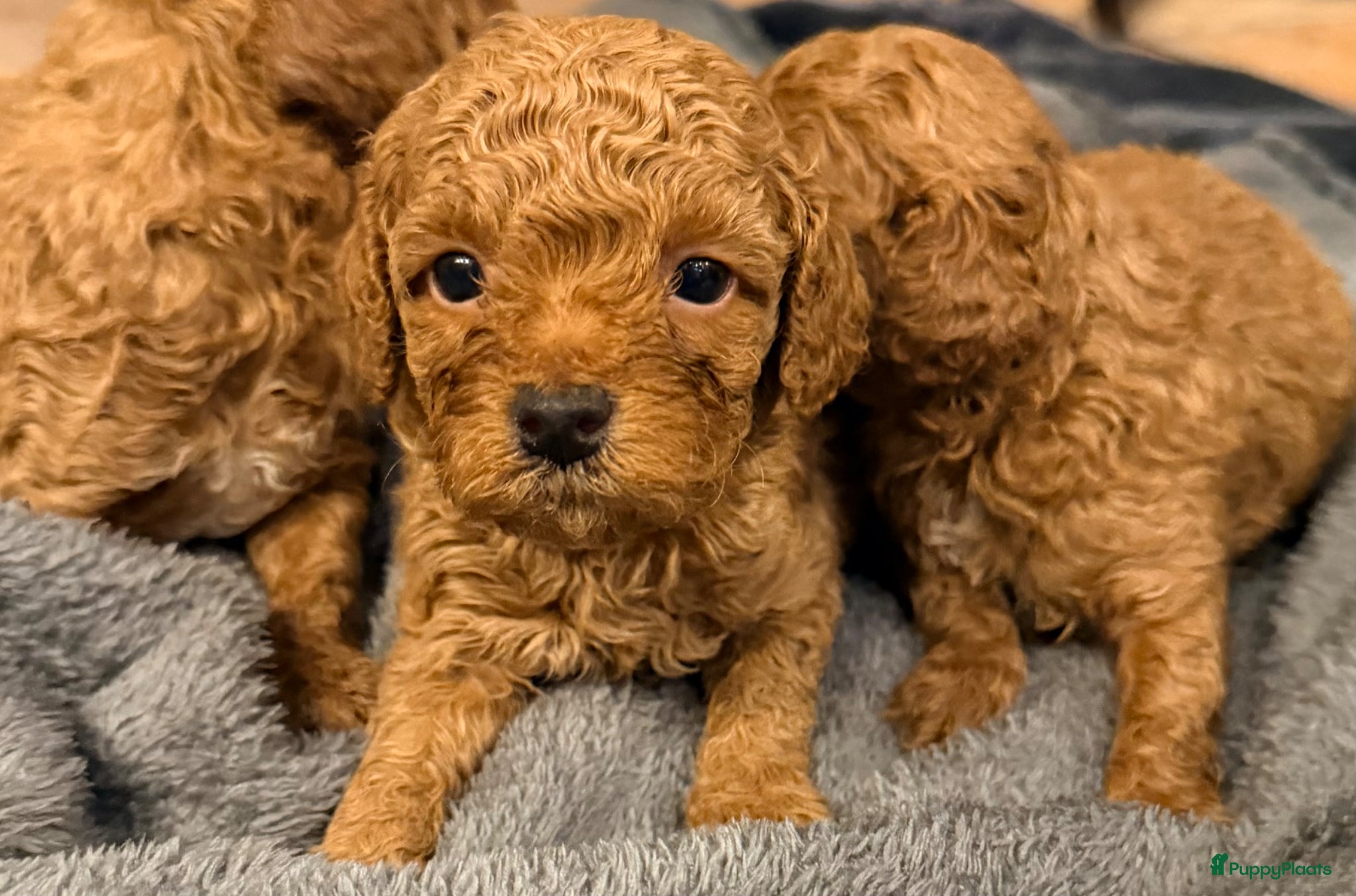 Poedel Toy honden Toy poedel pups te koop - Advertentie 5