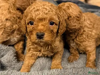 Poedel Toy honden Toy poedel pups te koop - Advertentie 5