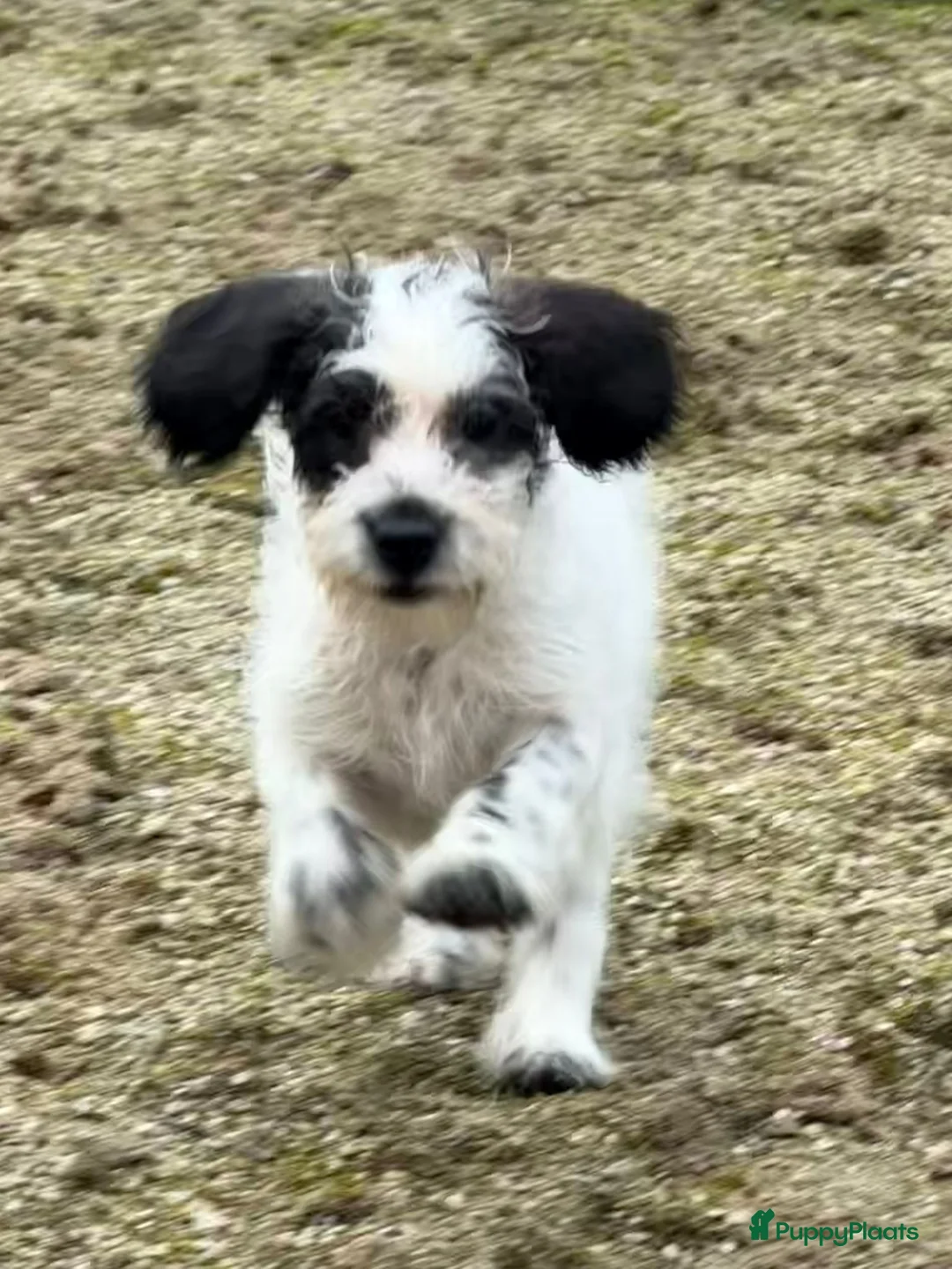 Maltipoo honden te koop: Nog 2 maltipoo reutjes beschikbaar  - Advertentie 7