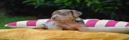 Jack Russel Terriër honden te koop: lieve pups zoeken een nieuw huisje - Advertentie 6