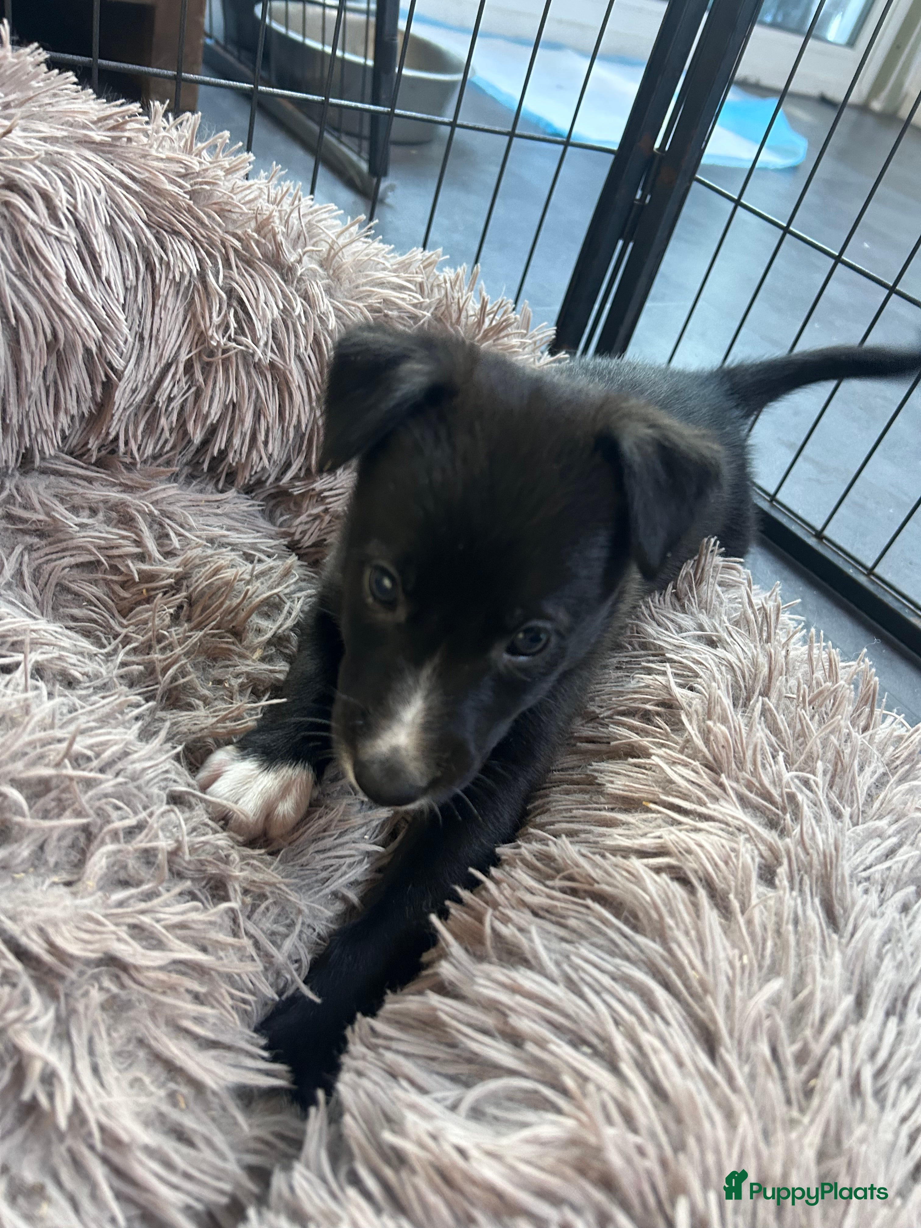 Kruising honden Sport F1 Borderwhippet pups bordercollie x whippet - Advertentie 3