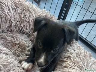 Kruising honden Sport F1 Borderwhippet pups bordercollie x whippet - Advertentie 3