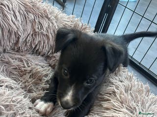Kruising honden Sport F1 Borderwhippet pups bordercollie x whippet - Advertentie 1