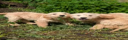 Goldendoodle honden te koop: Goldendoodle zoeken een warme thuis - Advertentie 3