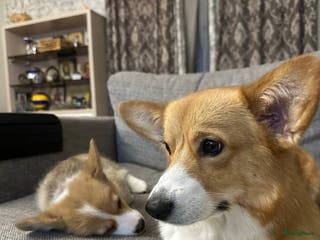 Welsh Corgi Pembroke honden Welsh Corgi Pembroke - Advertentie 8