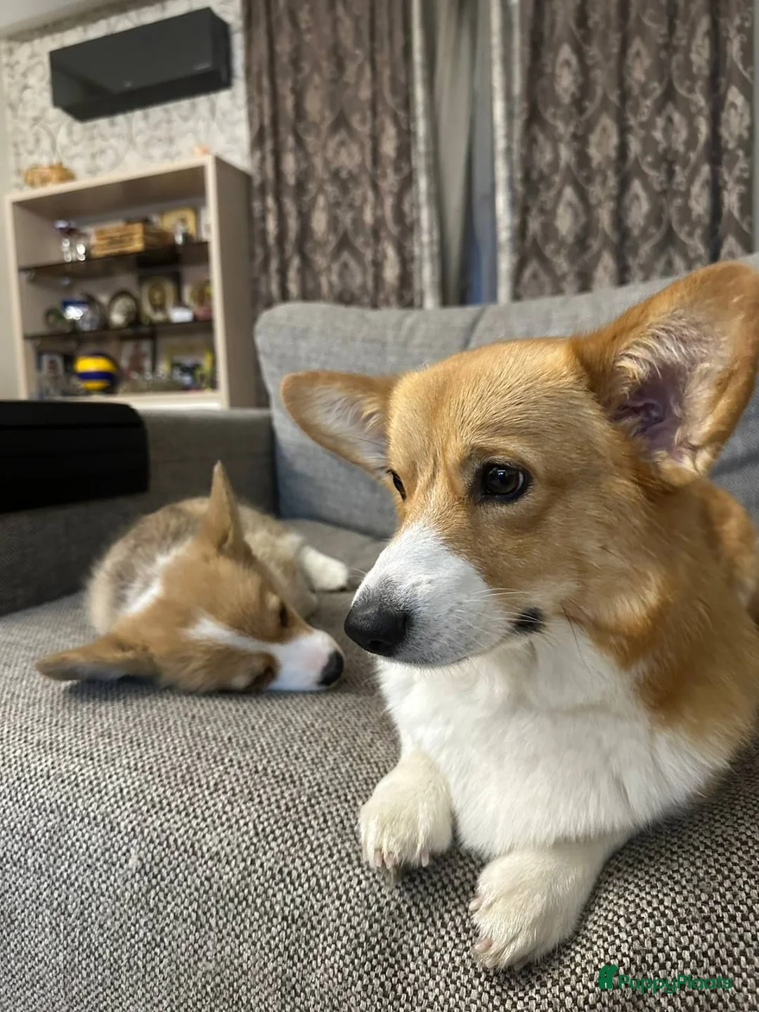 Welsh Corgi Pembroke honden te koop: Welsh Corgi Pembroke  - Advertentie 1