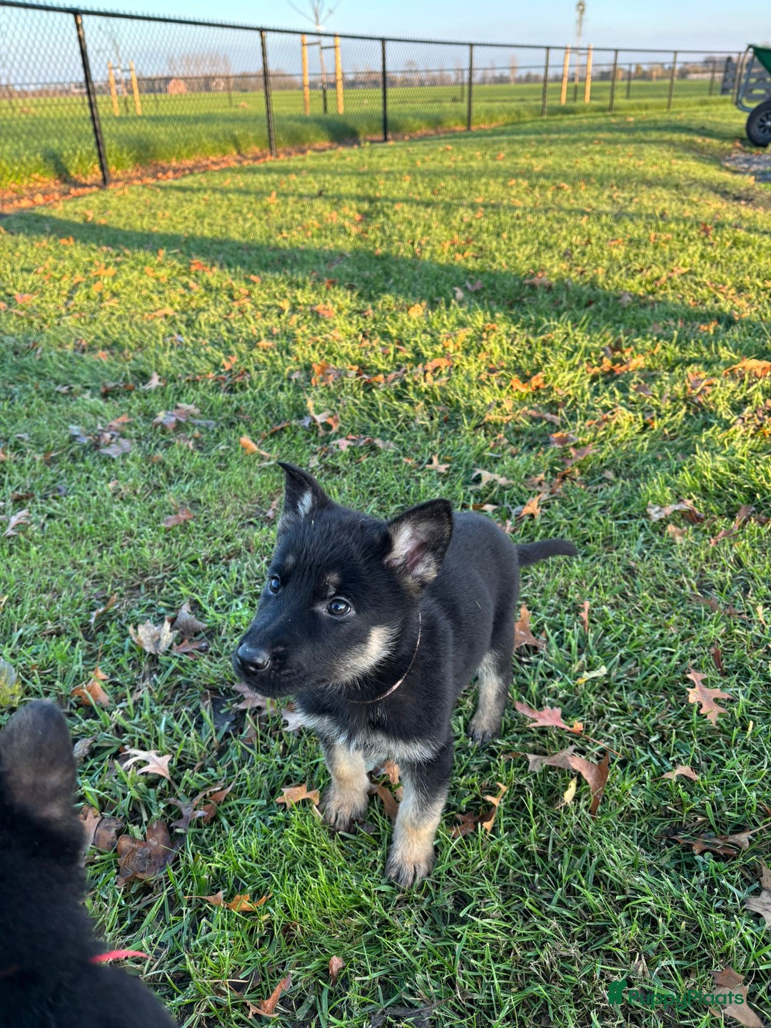 Duitse Herder honden te koop: Duitse herder pups -10 WK- nog 1 pup beschikbaar! - Advertentie 3