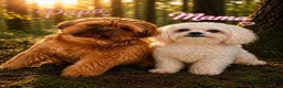 Shih Tzu honden te koop: Shihtzu reutje - Advertentie 1
