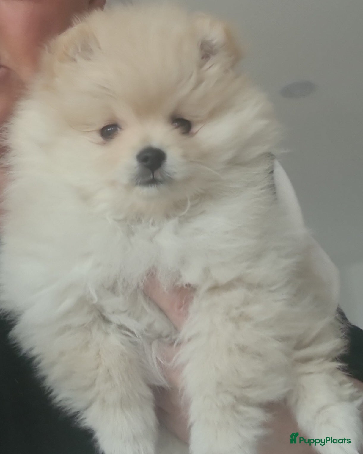 Pomeriaan honden Pomeranian puppy te koop - Advertentie 1