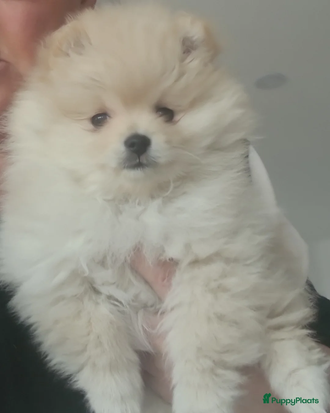 Pomeriaan honden te koop: Pomeranian puppy te koop - Advertentie 1