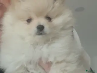 Pomeriaan honden Pomeranian puppy te koop - Advertentie 16