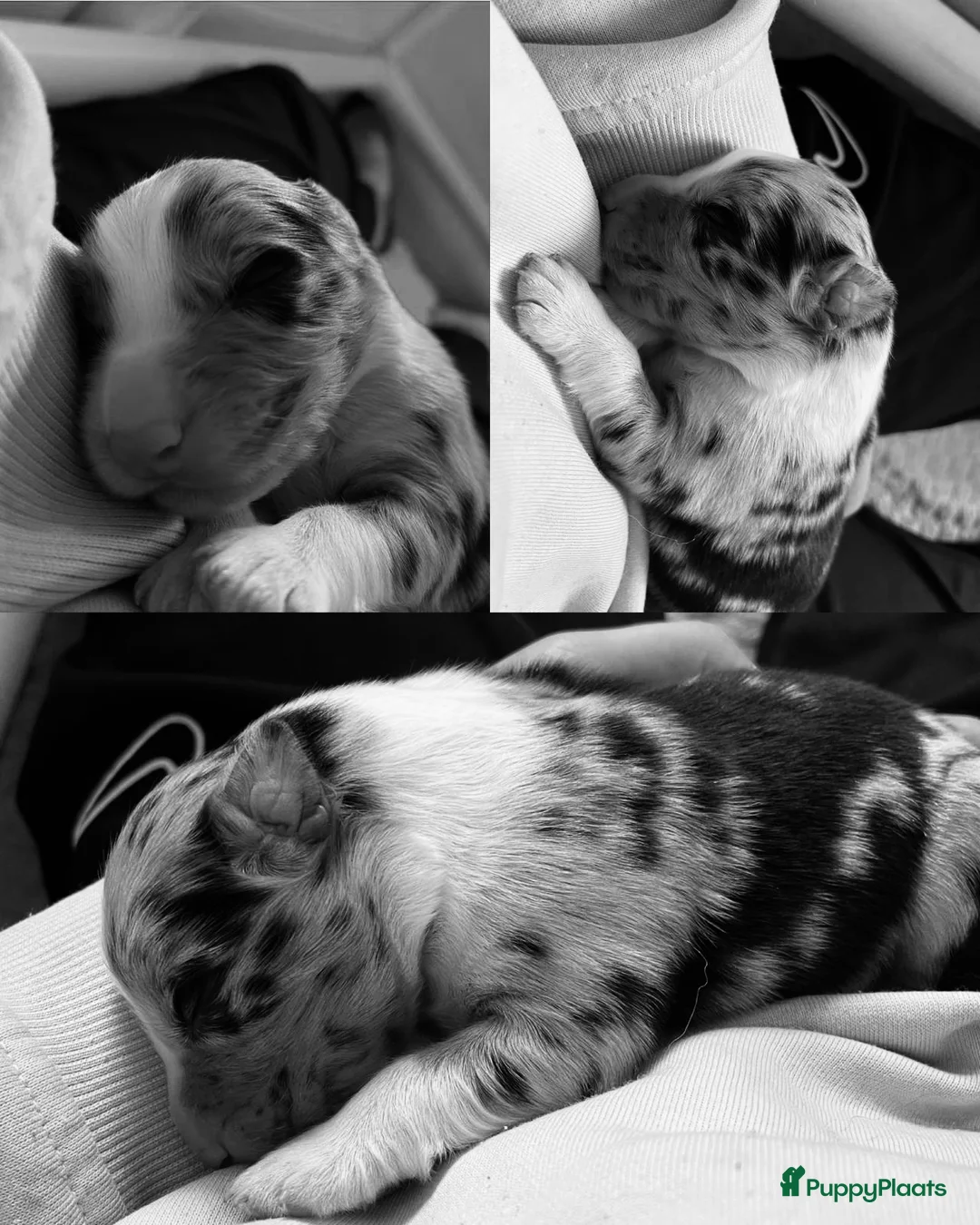 Australian Shepherd honden te koop: Prachtige pups Australian shepherd X  - Advertentie 15