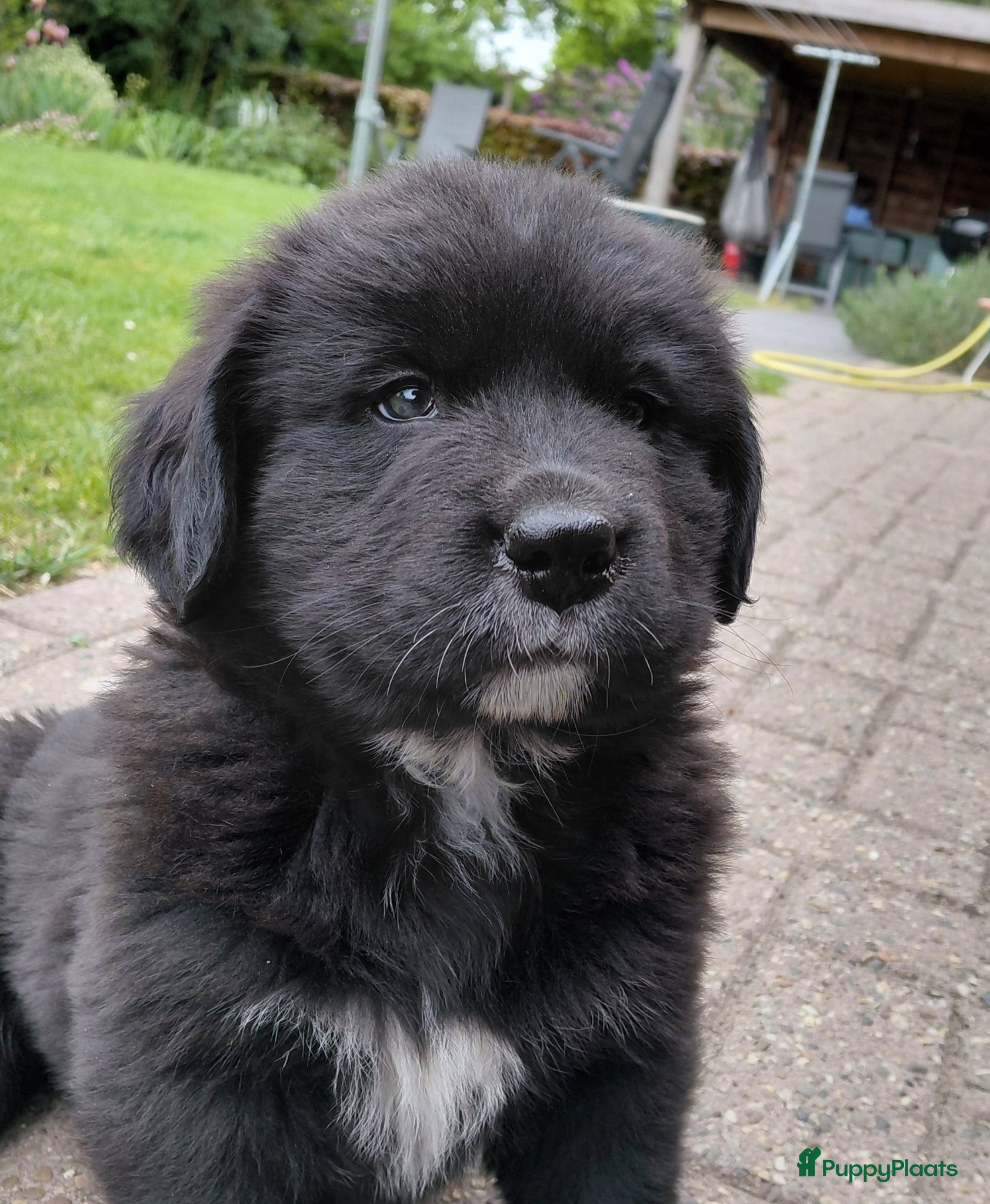 Kruising honden Lieve pups 3/4 Berner en 1/4 Labrador  - Advertentie 3
