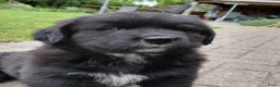 Kruising honden te koop: Lieve pups 3/4 Berner en 1/4 Labrador  - Advertentie 6