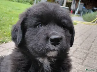 Kruising honden Lieve pups 3/4 Berner en 1/4 Labrador - Advertentie 3