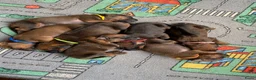 Rhodesian Ridgeback honden te koop: Rhodesian ridgeback - Advertentie 8