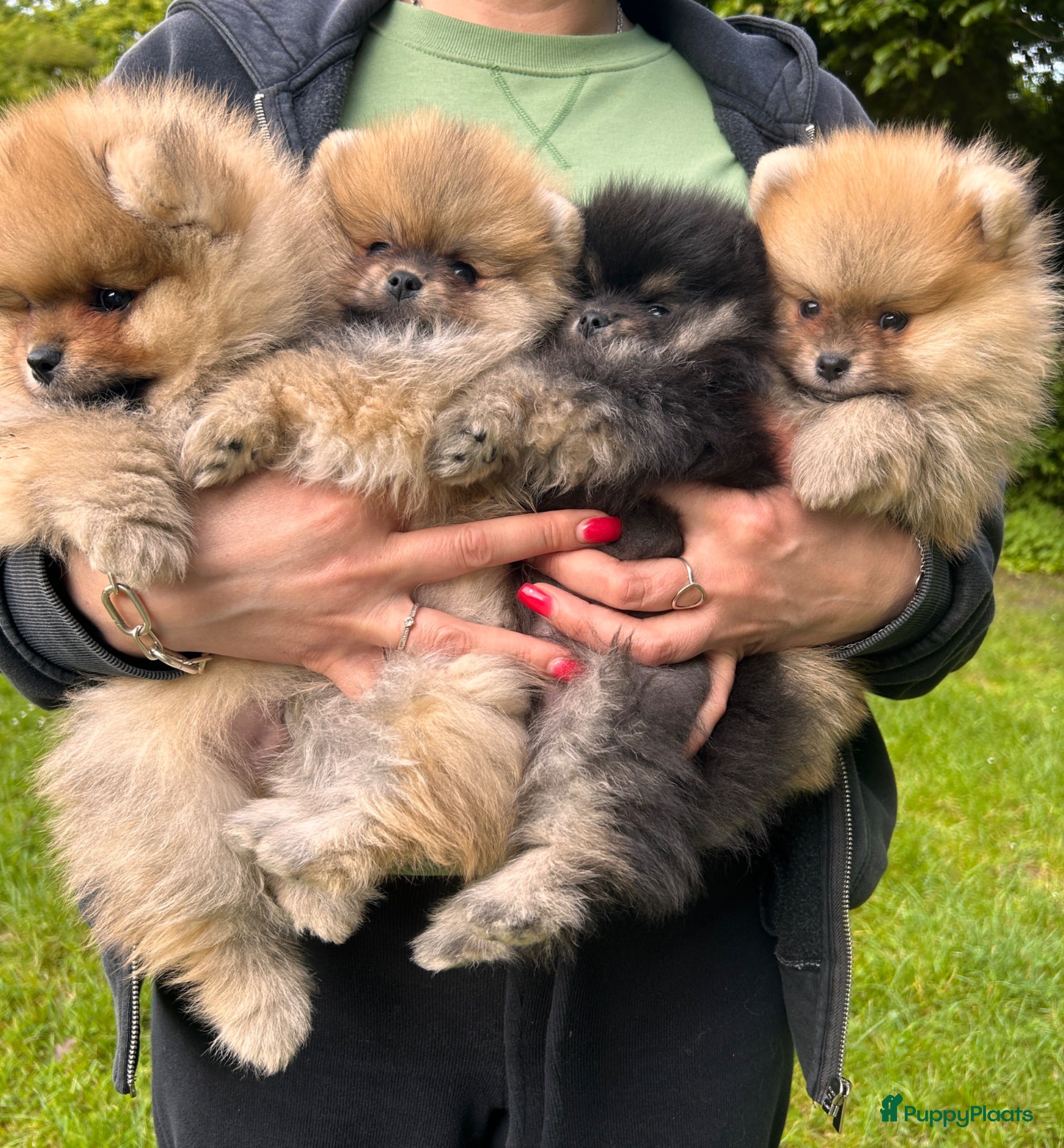 Pomeriaan honden 🌺Pomeranian🌺 - Advertentie 1
