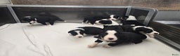 Border Collie honden te koop: Prachtige bordercolliepups met Isds stamboom - Advertentie 4