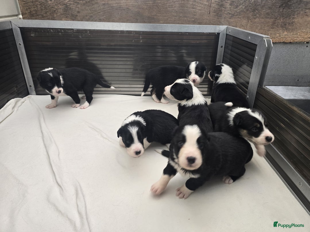 Border Collie honden te koop: Prachtige bordercolliepups met Isds stamboom - Advertentie 4