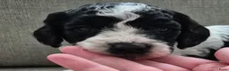 Cockapoo honden te koop: Cockapoo pups  - Advertentie 12