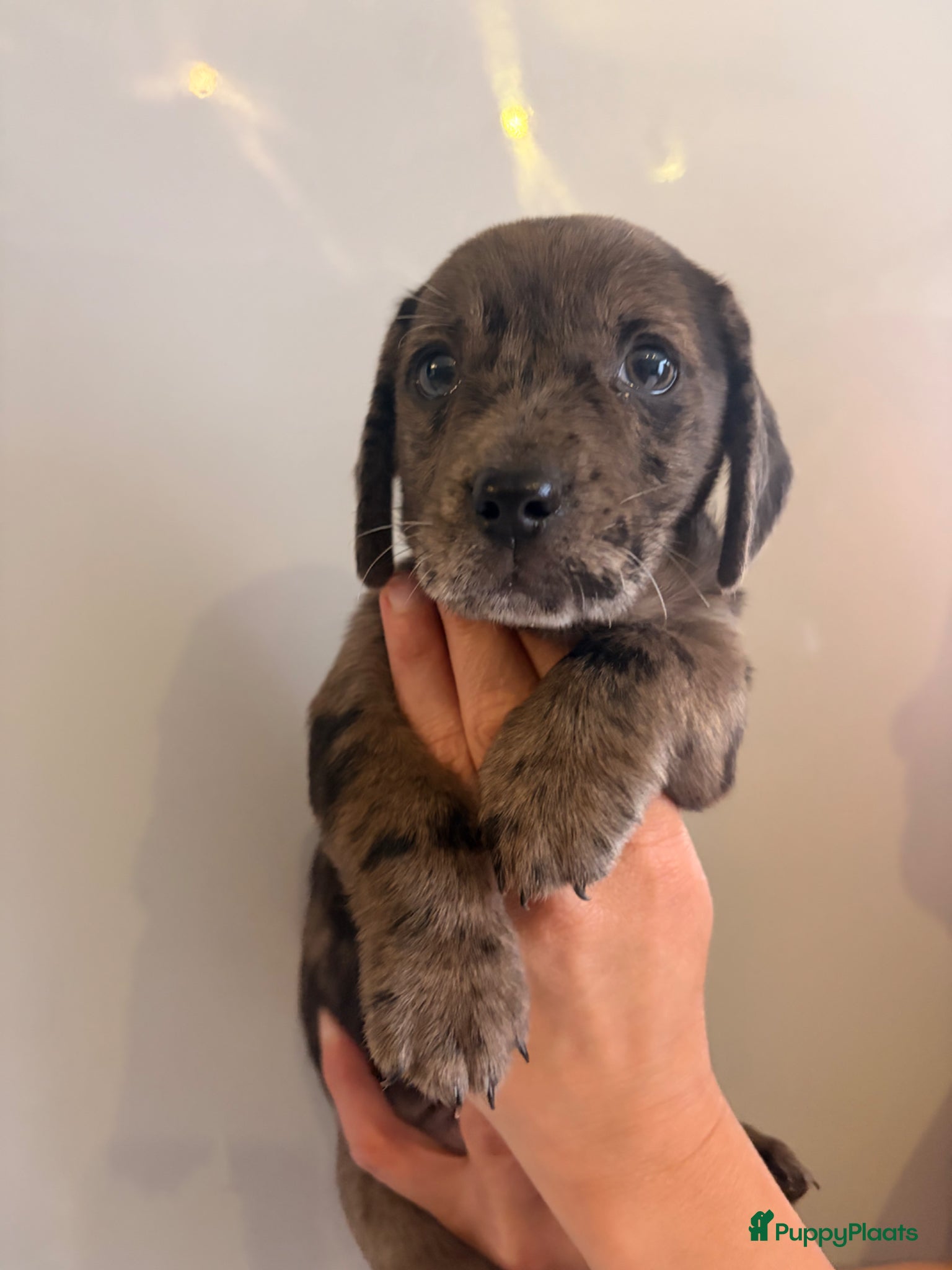 Teckel (korthaar)  honden te koop: Dwerg teckel pupjes. - Advertentie 13