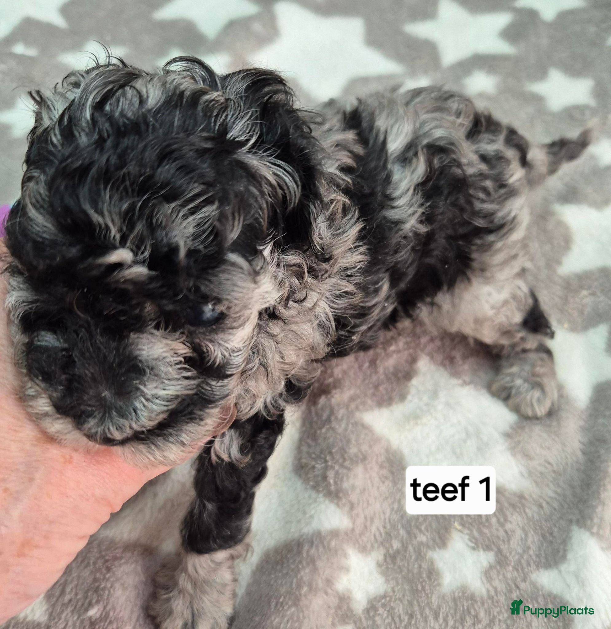 Dwergpoedel honden Mooie dwergpoedel pups - Advertentie 2