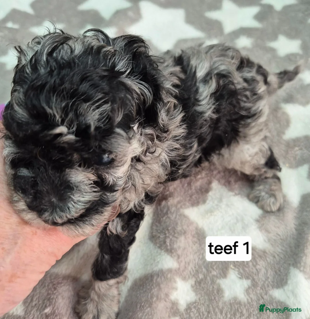 Dwergpoedel honden te koop: Mooie dwergpoedel pups - Advertentie 2