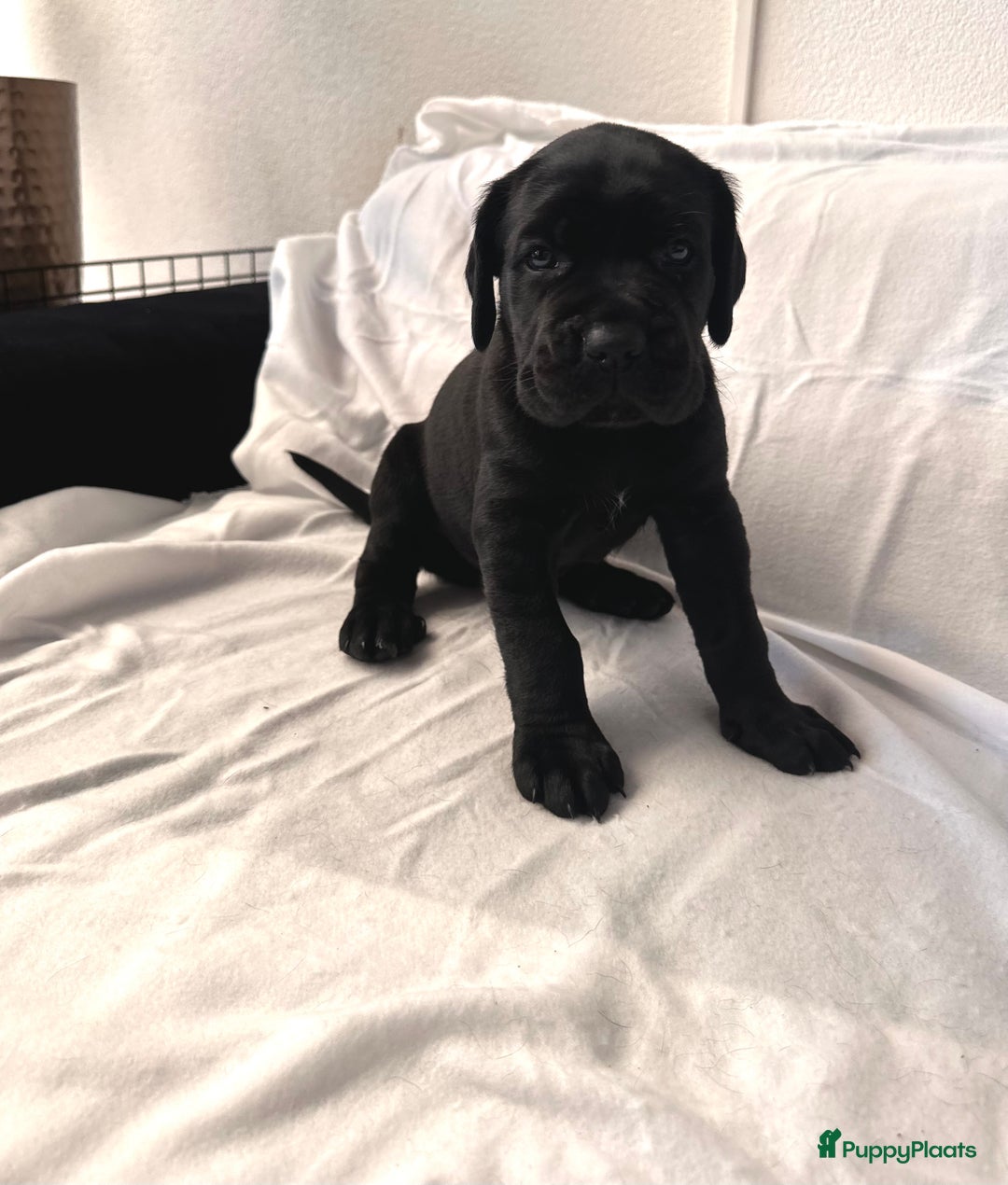 Cane Corso honden te koop: Cane corso 7 puppy’s - Afbeelding 7