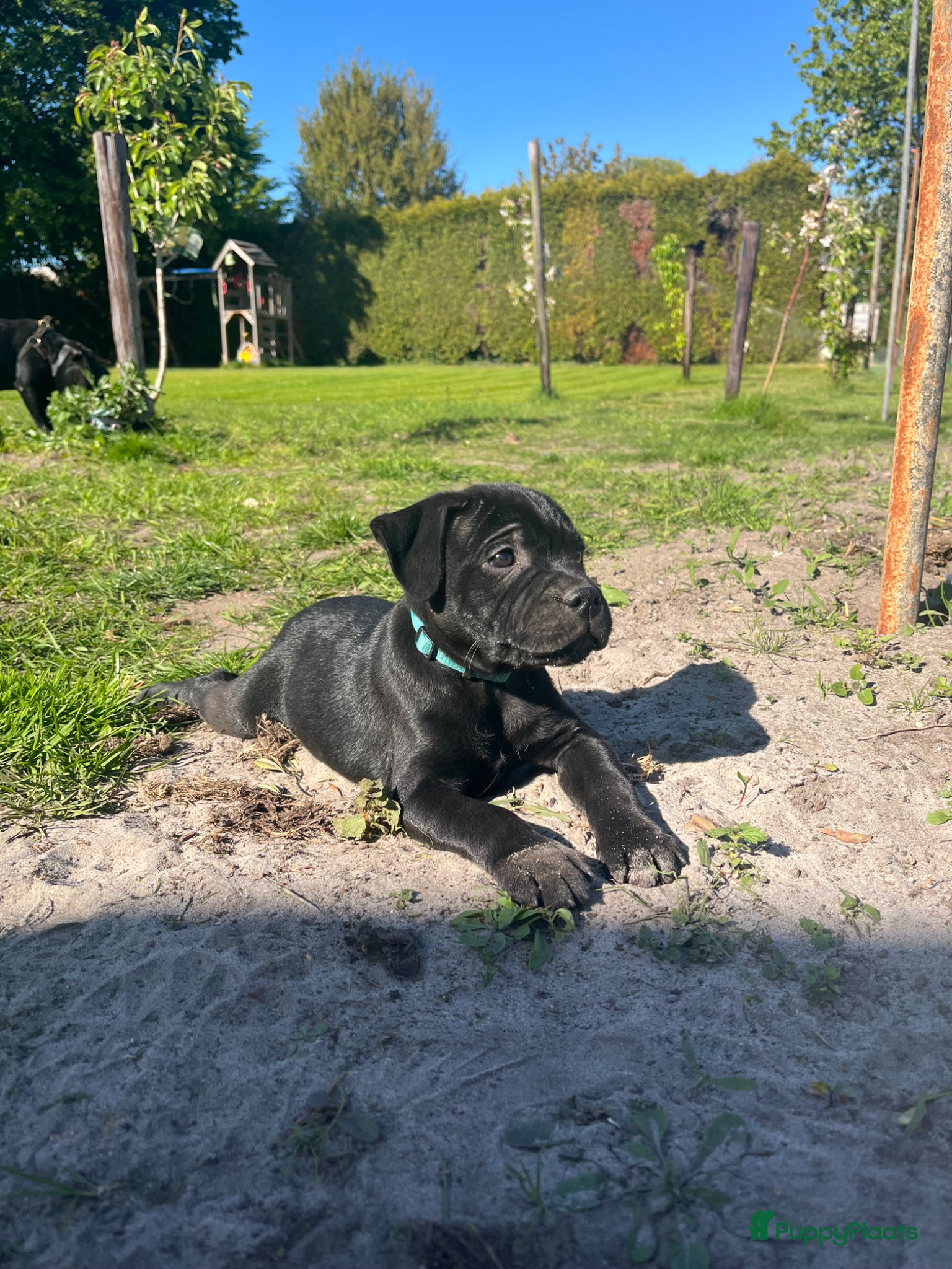 Engelse Stafford honden Engelse Stafford pup met FCI stamboom - Advertentie 14