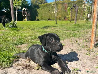 Engelse Stafford honden Engelse Stafford pup met FCI stamboom - Advertentie 14