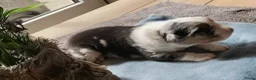 Australian Shepherd honden te koop: Super leuke Ausie pups - Advertentie 4