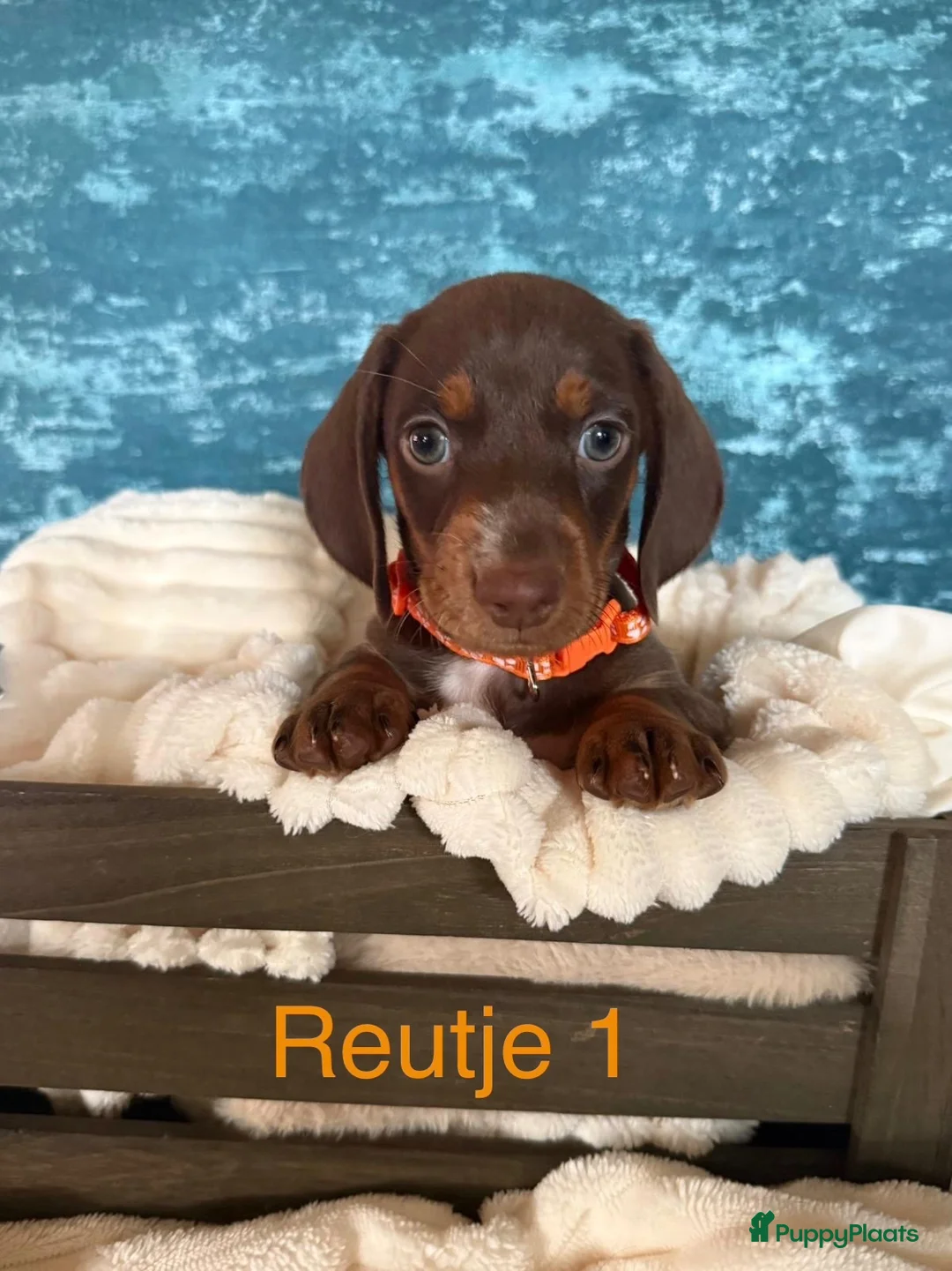 Teckel (korthaar)  honden te koop: 5 teckel mannetjes - Advertentie 2