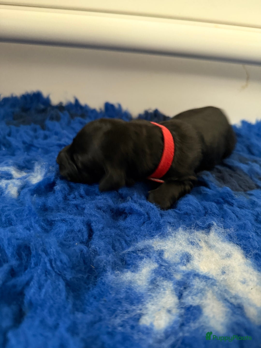 Kruising honden te koop: Goldendoodle/labradoodle  - Advertentie 22